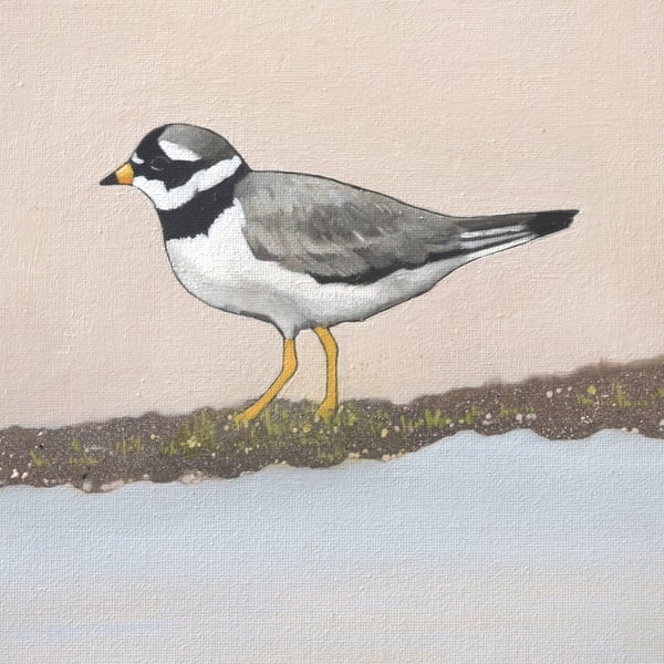 Ringed Plover