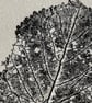 ACEO Mini Autumnal Leaf Print - Image 2