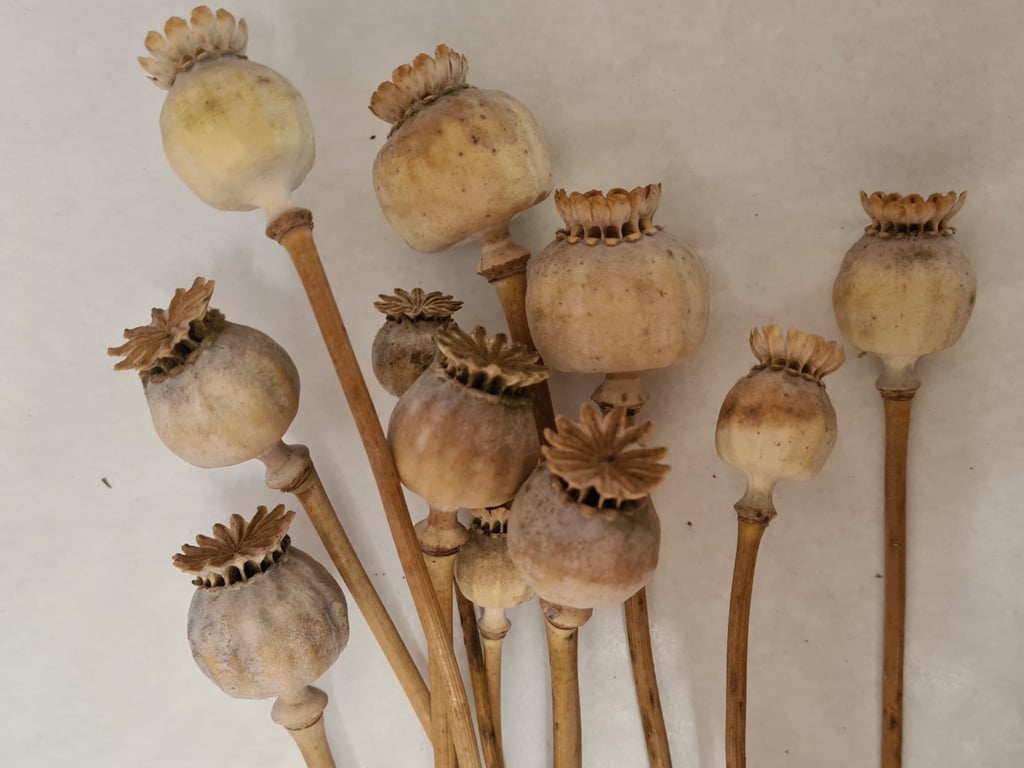 Dried poppy heads
