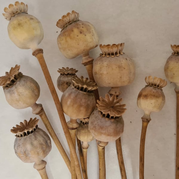 Dried poppy heads