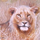 LIONESS, AMONGST THE GRASSES, ORIGINAL NEW FRAMED OIL PAINTING.