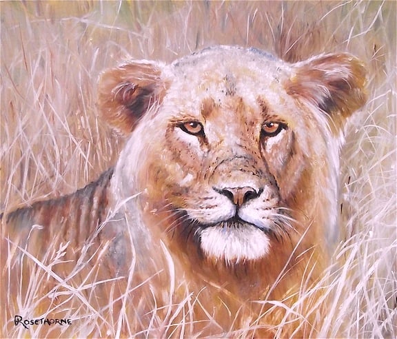 LIONESS, AMONGST THE GRASSES, ORIGINAL NEW FRAMED OIL PAINTING.