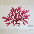 An A4 giclee print of pressed seaweed 