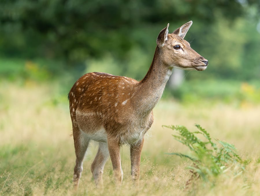 Female Fallow Deer Mounted and Hand Signed Photograph - Limited Edition (1 of 5)