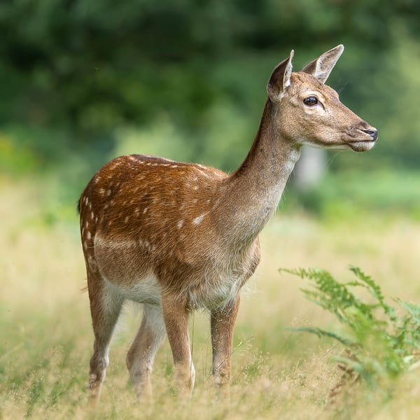 Female Fallow Deer Mounted and Hand Signed Photograph - Limited Edition (1 of 5)