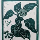 Ivy Berrries
