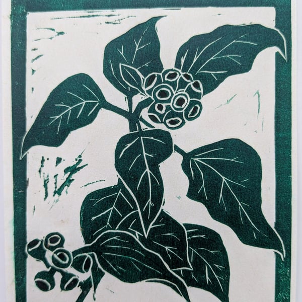 Ivy Berrries