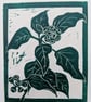 Ivy Berrries - Image 1