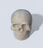 White Skull - Macabre Halloween Decoration Suitable for Painting - Image 6