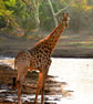 Giraffe Zulu Nyala Game Reserve South Africa Photograph Print - Image 1