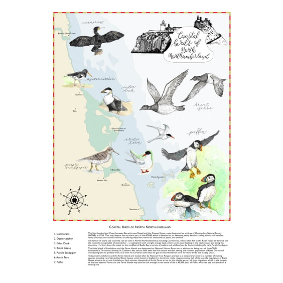Coastal Birds Illustrated Map Art Print (A3 size)