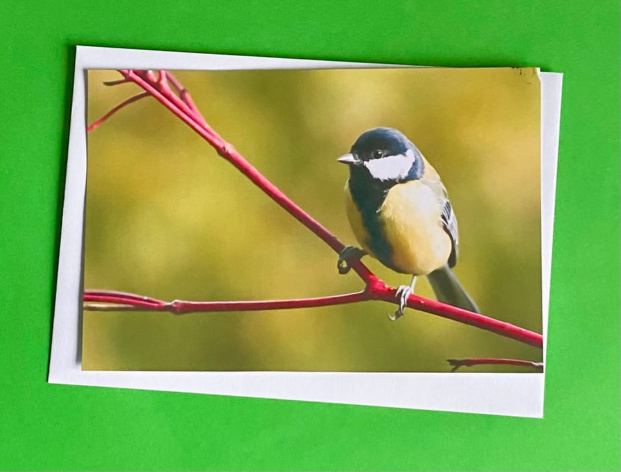 Great Tit on a Branch - Photographic Print Greetings Card