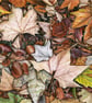 Greetings Card - Blank - Fallen Leaves No.2 - Image 3