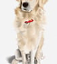 Pet portraits to order - Image 4
