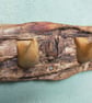 Blitz Timber 10 - Image 6