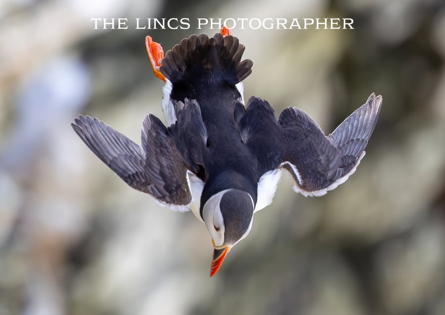 Puffin print (Limited edition of 10)