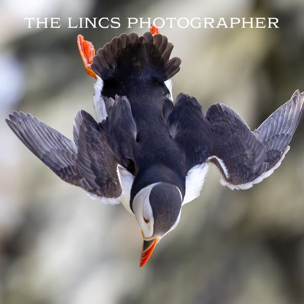 Puffin print (Limited edition of 10)