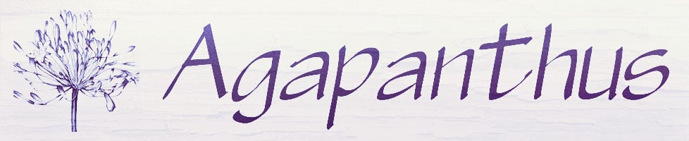 Agapanthus