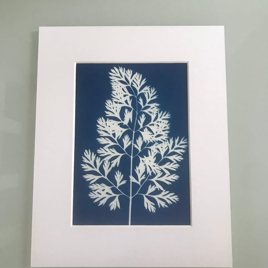 Daucus carota - in a Cyanotype Photogram Artwork -Can you be-Leaf it.