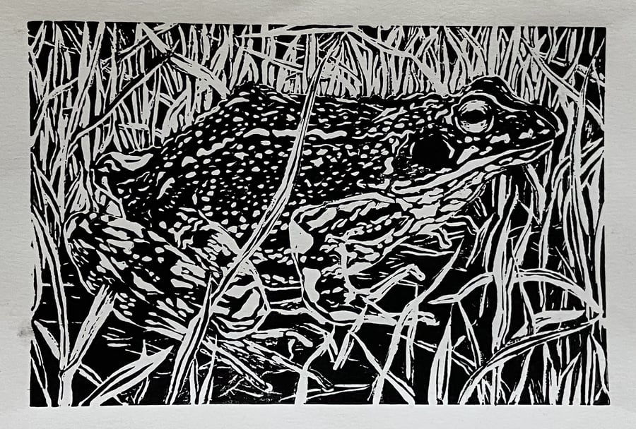 Frog in grass