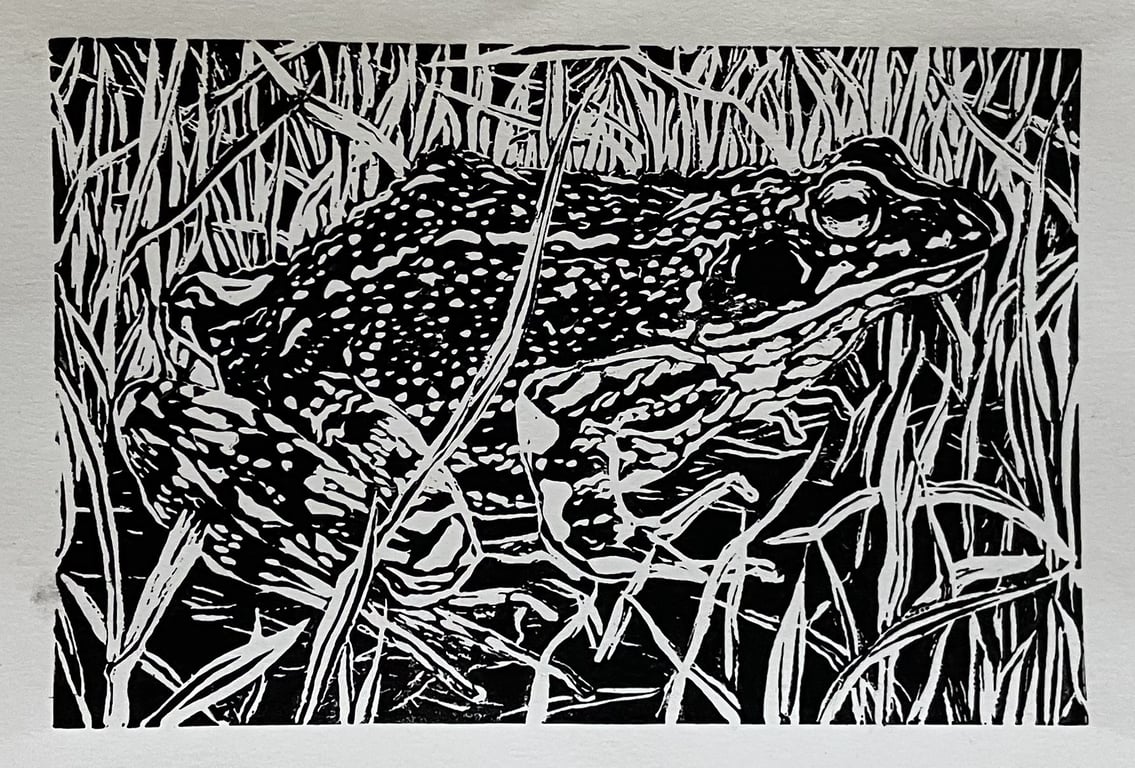 Frog in grass