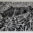 Frog in grass