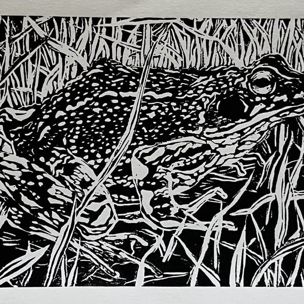 Frog in grass