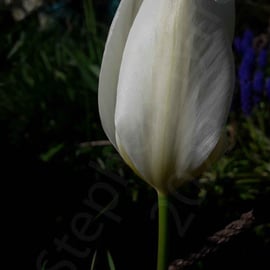 White Tulip Flower -photographic print