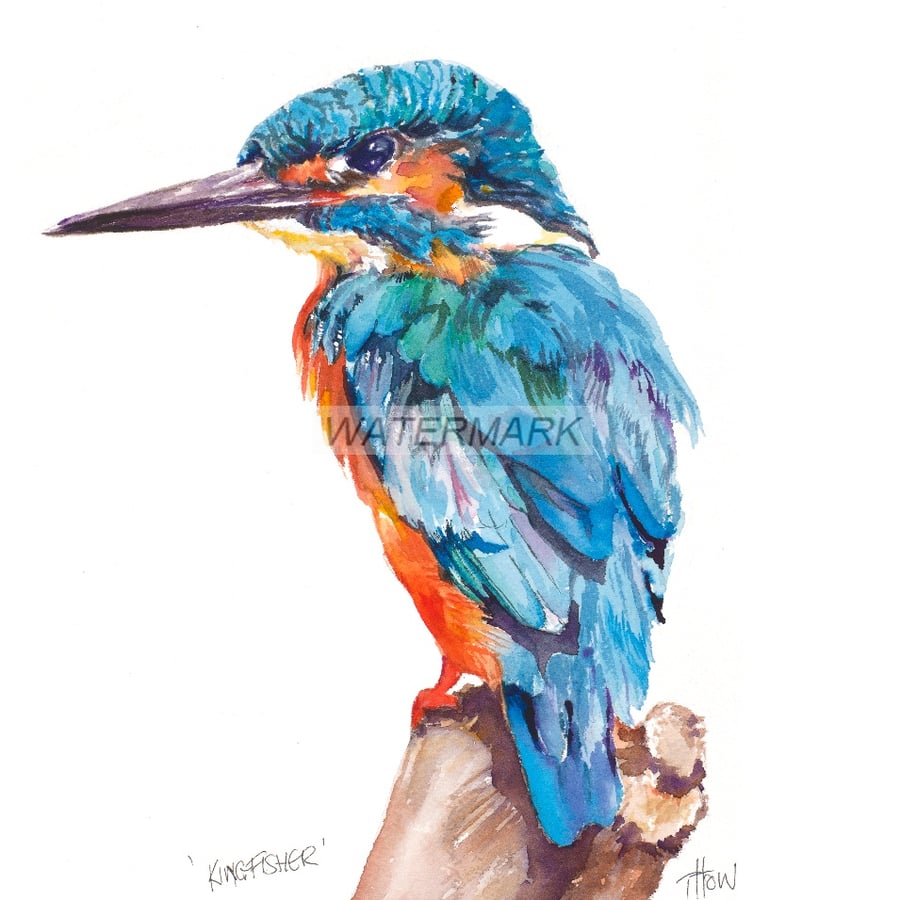 Kingfisher 