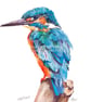 Kingfisher 