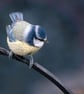 4 Blue Tit Greetings Cards - Ethically Made - Image 4