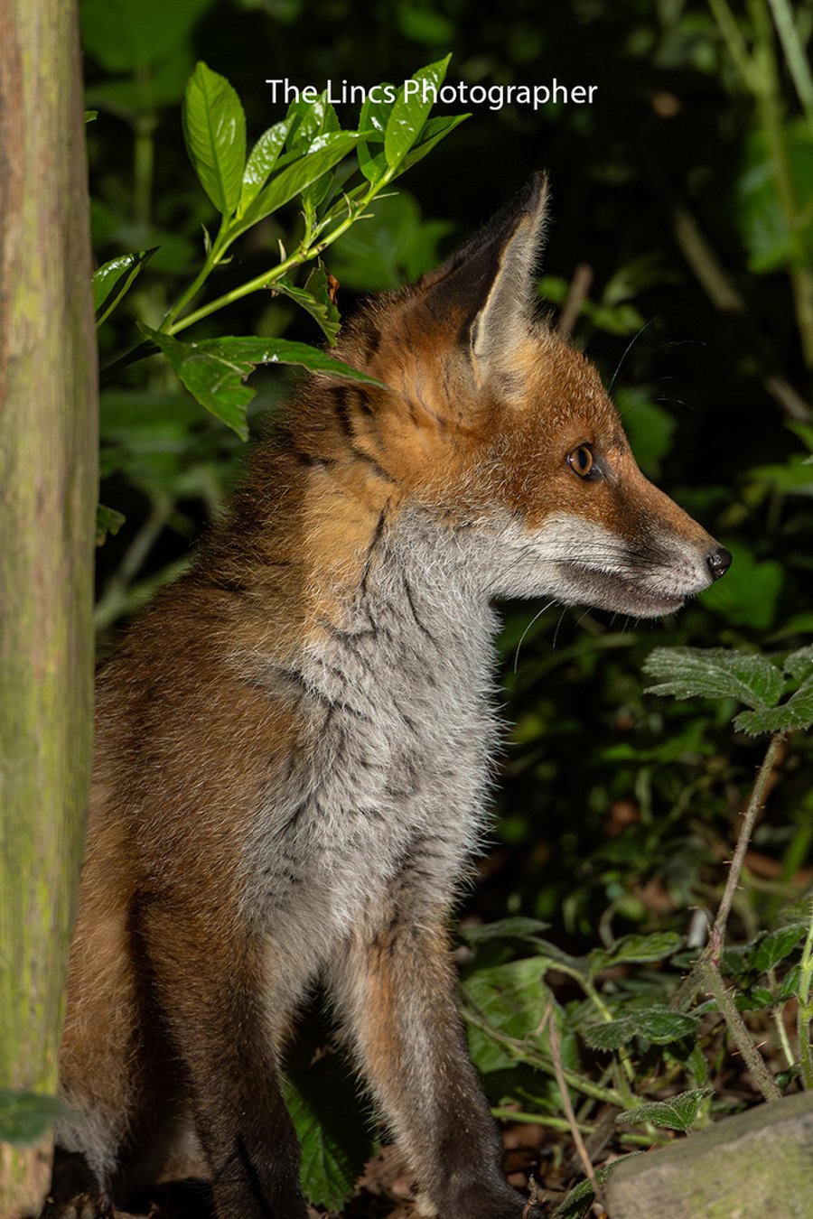 Fox cub print (Limited edition of 10)
