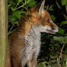 Fox cub print (Limited edition of 10)