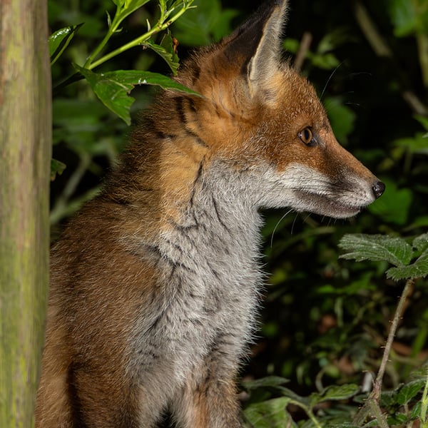 Fox cub print (Limited edition of 10)