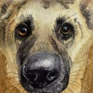 Small Watercolour Original Painting of German Shepherd Dog for 6" Frame
