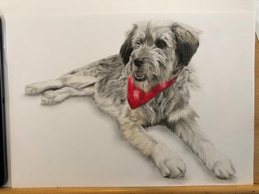 A3 Custom Dog Portrait made with Coloured Pencil