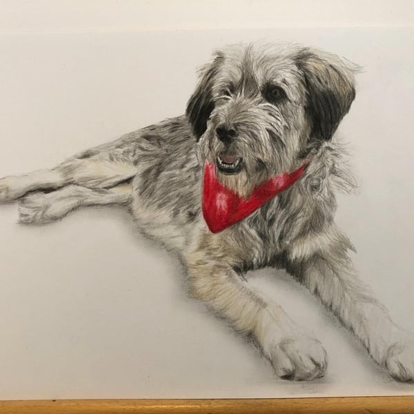 A3 Custom Dog Portrait made with Coloured Pencil