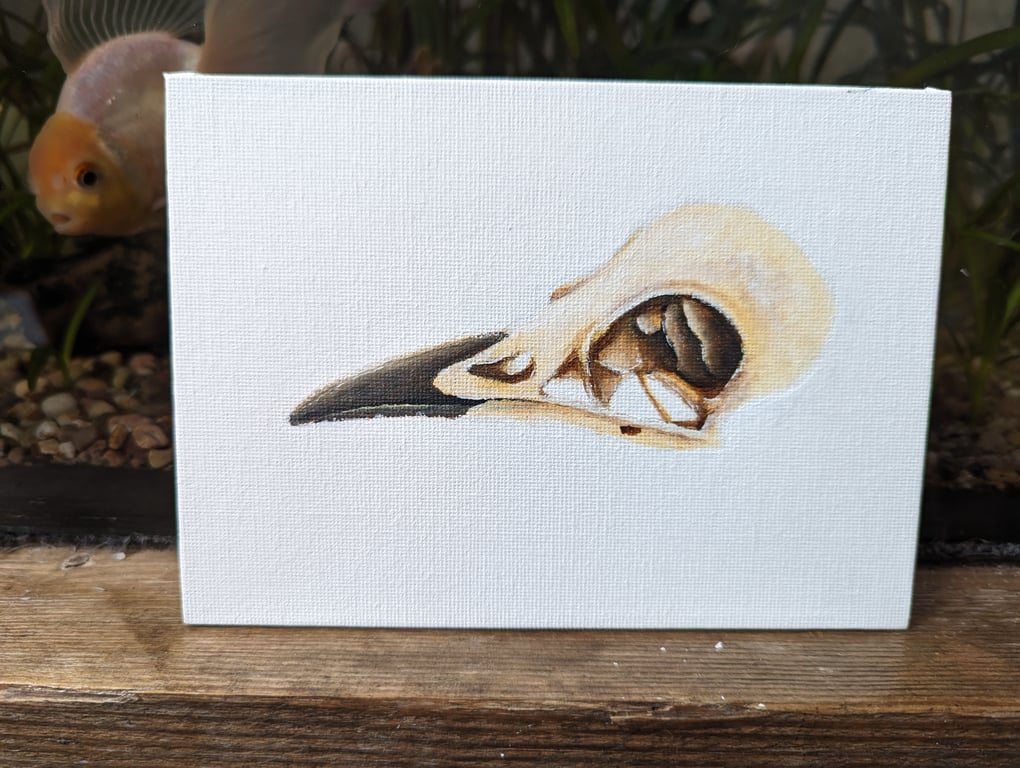 Bird Skull Acrylic Painting  