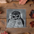 Customisable Owl Card, Illustrated Front with Story Inside