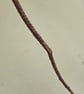 Hand carved walking sticks canes - Image 10