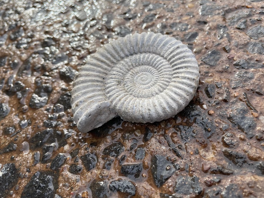  Ammonite Fossil fridge magnet in cement  2-4