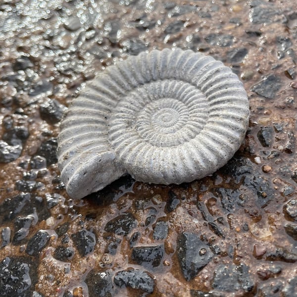 2.4- Ammonite Fossil fridge magnet in cement 