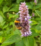 Bee on Flowering Mint Blank Greetings Cards - Image 2