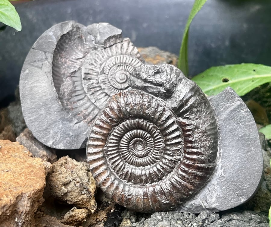 Ammonite Snakestone from Whitby Curio of St Hilda Folklaw Jurrasic Fossil