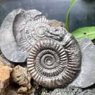 Ammonite Snakestone from Whitby Curio of St Hilda Folklaw Jurrasic Fossil