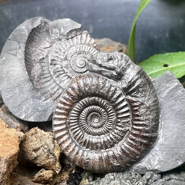 Ammonite Snakestone from Whitby Curio of St Hilda Folklaw Jurrasic Fossil