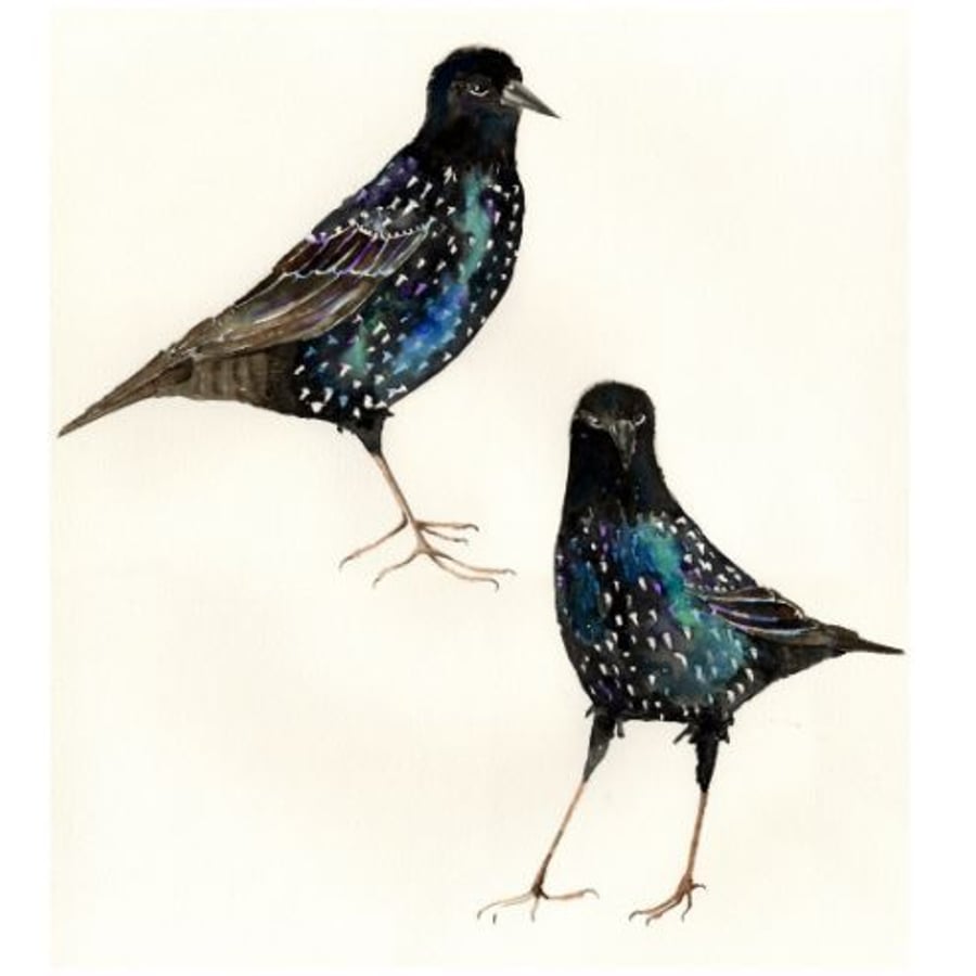 Fine Art Print "Two starlings"