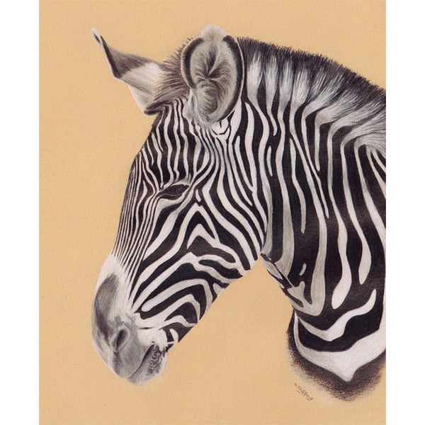 Zebra Head Fine Art Print