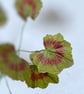 Paper Geranium - Crimson - Image 3