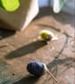 Blue Winter Acorn  - Image 3